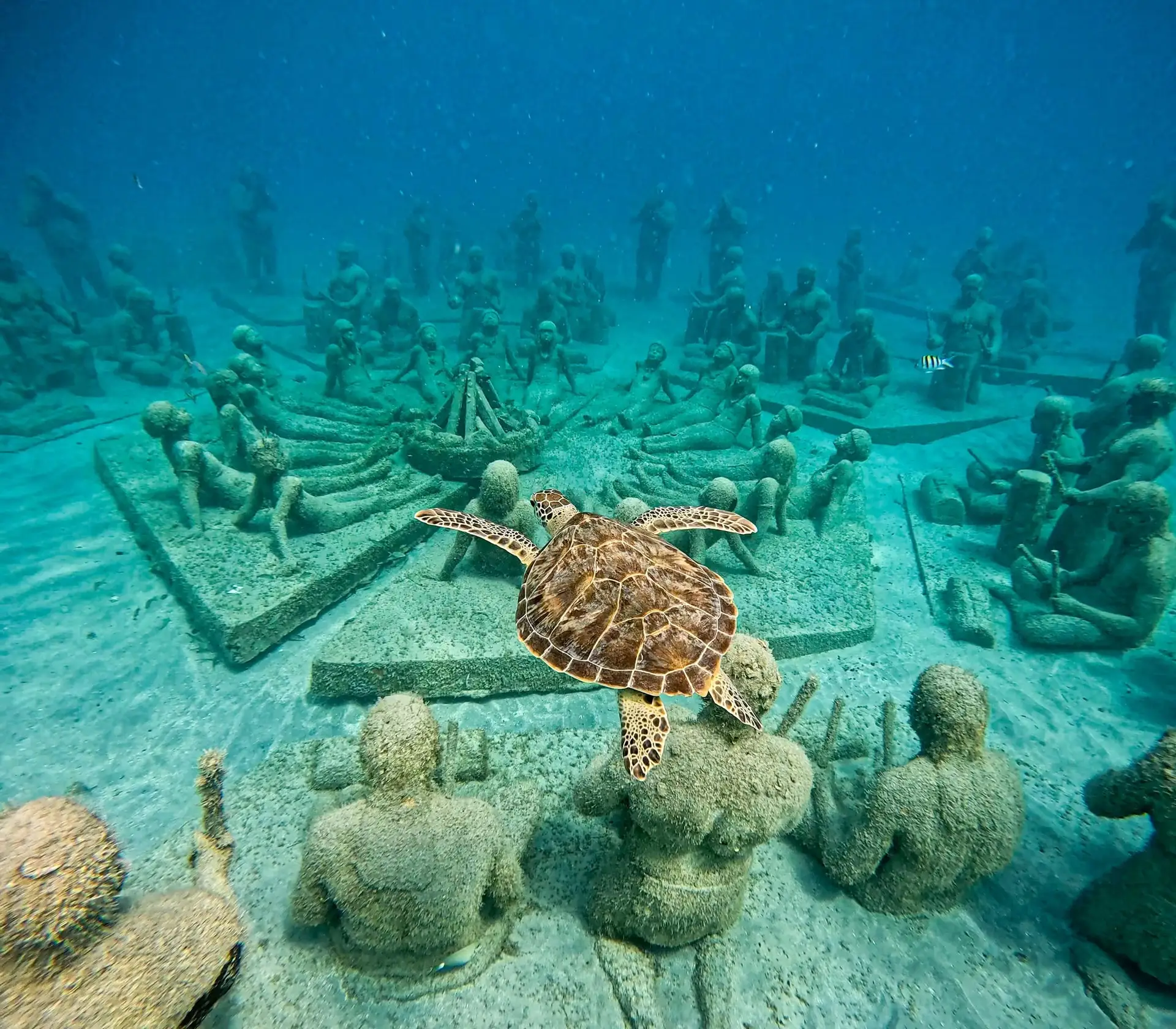 tortue